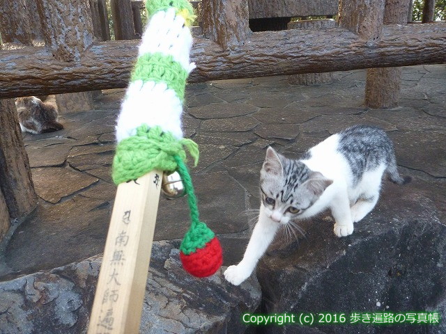 arukihenronosya's tweet photo. 時々癒しのお接待　
🚶 38番 金剛福寺 ～ 39番 延光寺
🔗 この区間の記事はこちら
https://t.co/kxIhZfJ1S7
📍 高知県土佐清水市
#高知県 #土佐清水市 #遍路 #巡礼 #Kochi #Tosashimizu #弘法大師 #四国遍路 https://t.co/WoqOWD8kg2