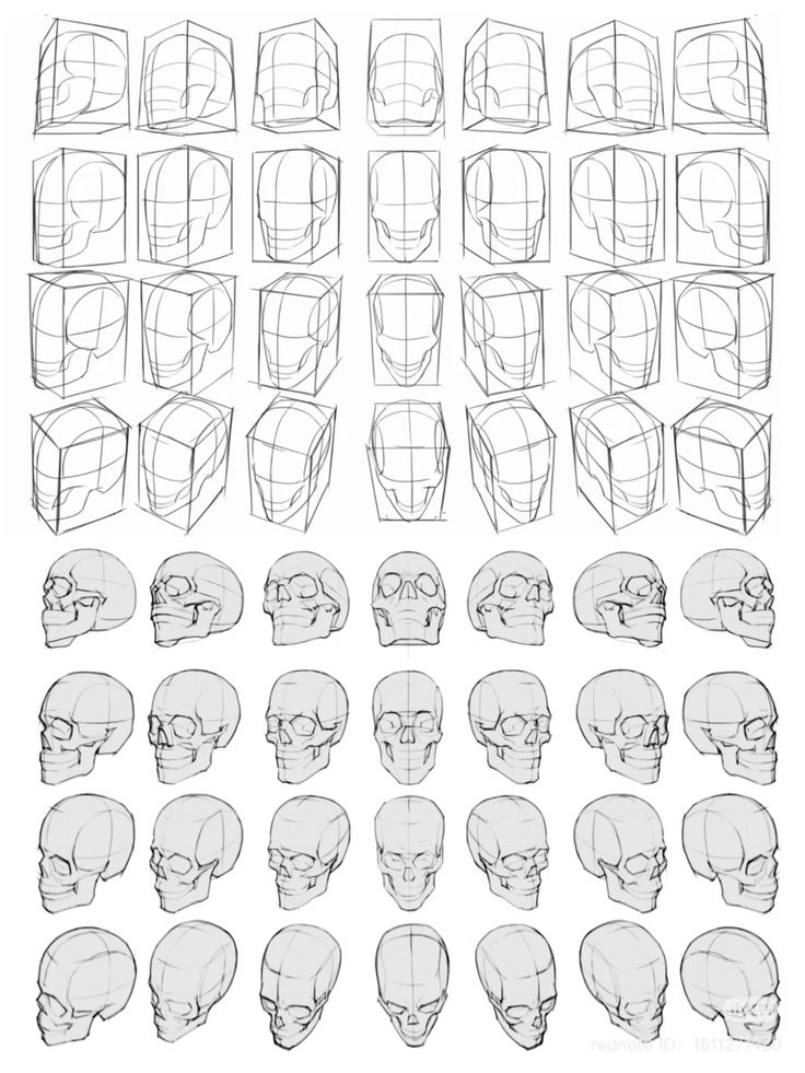 LimboSketch's tweet photo. If you do this, you'll be a master of head perspective https://t.co/zR3zCJAKSA