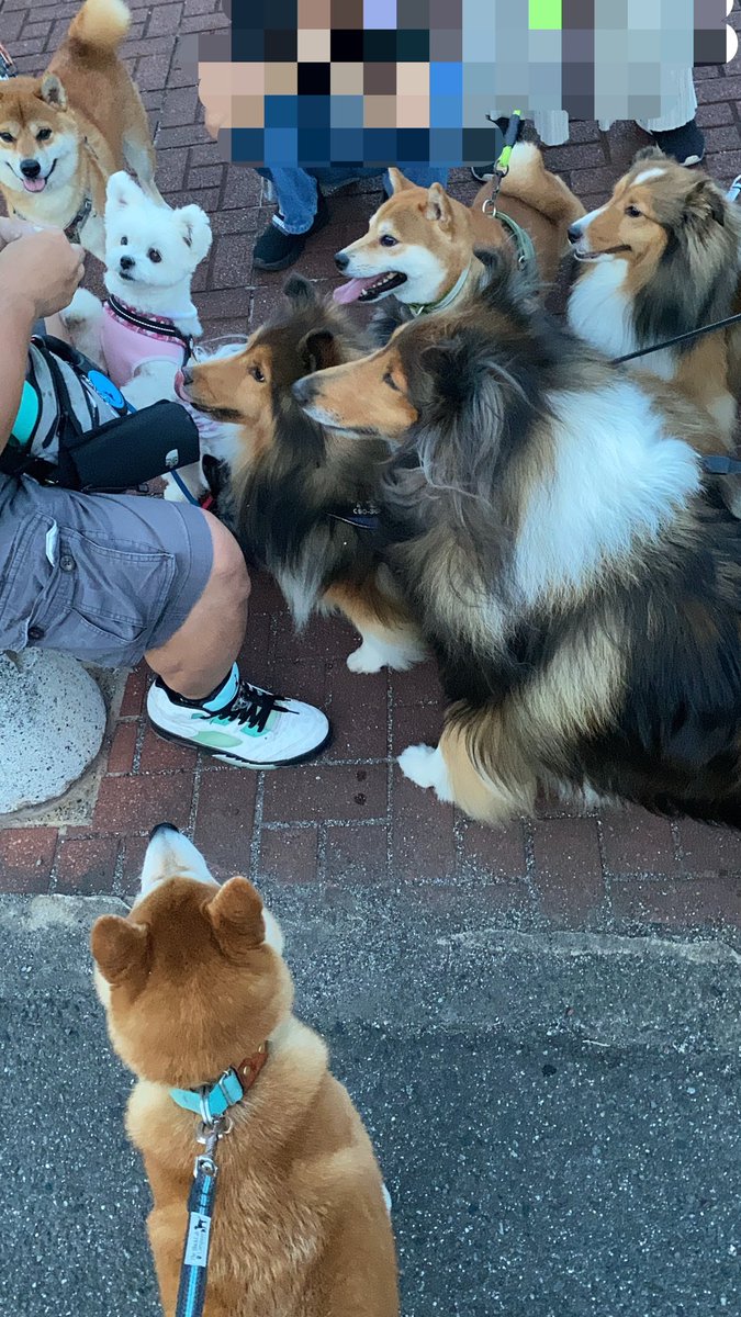 coccomaldini's tweet photo. 手作りハンバーグに釘付けの犬たち https://t.co/w6S7YRC92d
