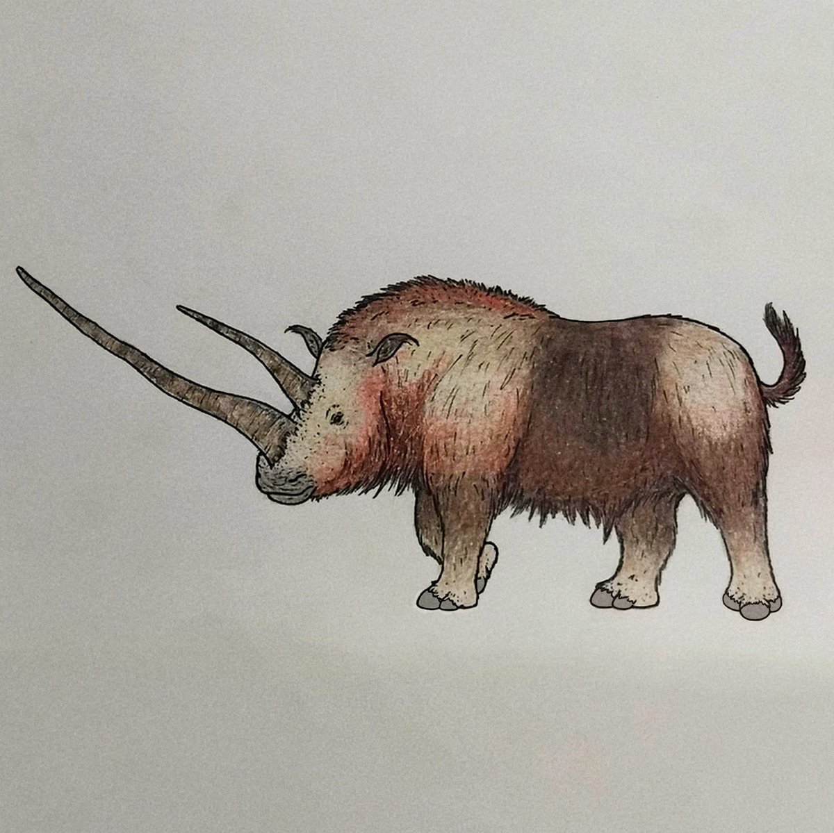 Miguel7sampaio's tweet photo. Nome científico: Coelodonta antiquitatis 

#paleo
#paleoart
#AugustCaves
#AgostoCavernoso
#coelodontaantiquitatis https://t.co/iJm673VjSP