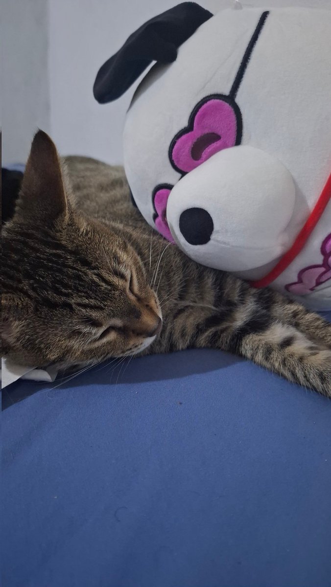 charzoh_'s tweet photo. my amazing girlfriend got me a snoopy plush and my cat loves him 😍 https://t.co/dpWriTmNEe