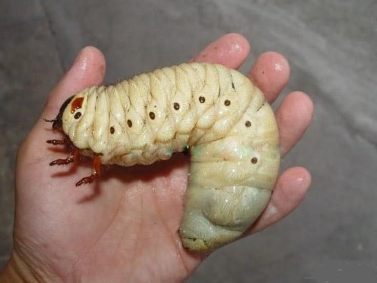 beetle4642 tweet picture