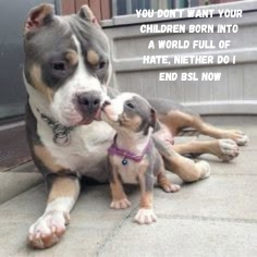 pitbullsad's tweet photo. https://t.co/yvbT8abv6i