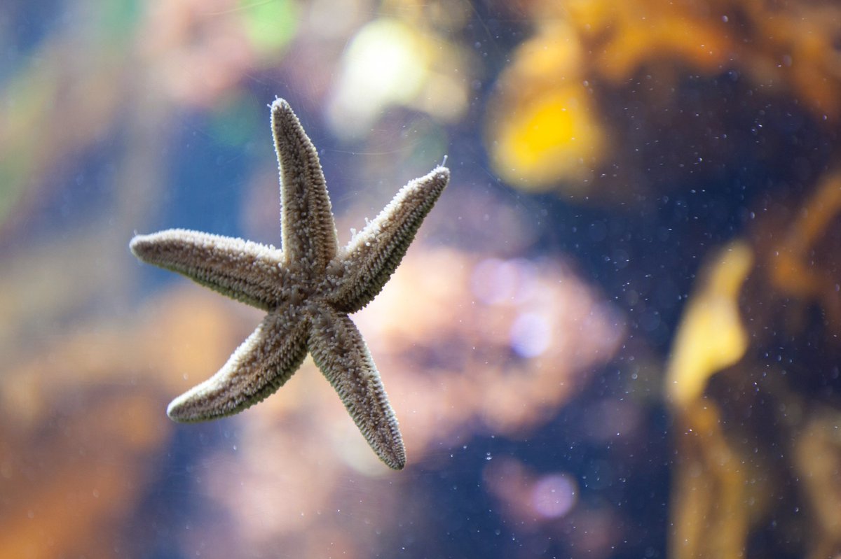 LIaquarium's tweet photo. You may be familiar with the term "starfish" when referring to sea stars. However, sea stars are not actually fish. They belong to a group of invertebrates, along with sea urchins and sand dollars, as they lack backbones. 🌟 https://t.co/x6xsk74KTr