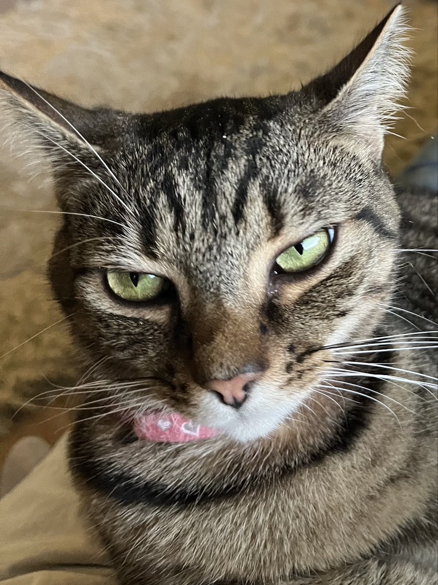 MaggiePlan's tweet photo. @rickygervais Hi Pickle! I’m Artemis! Green Eyes for the win 😻 https://t.co/NtJe4XZu5C