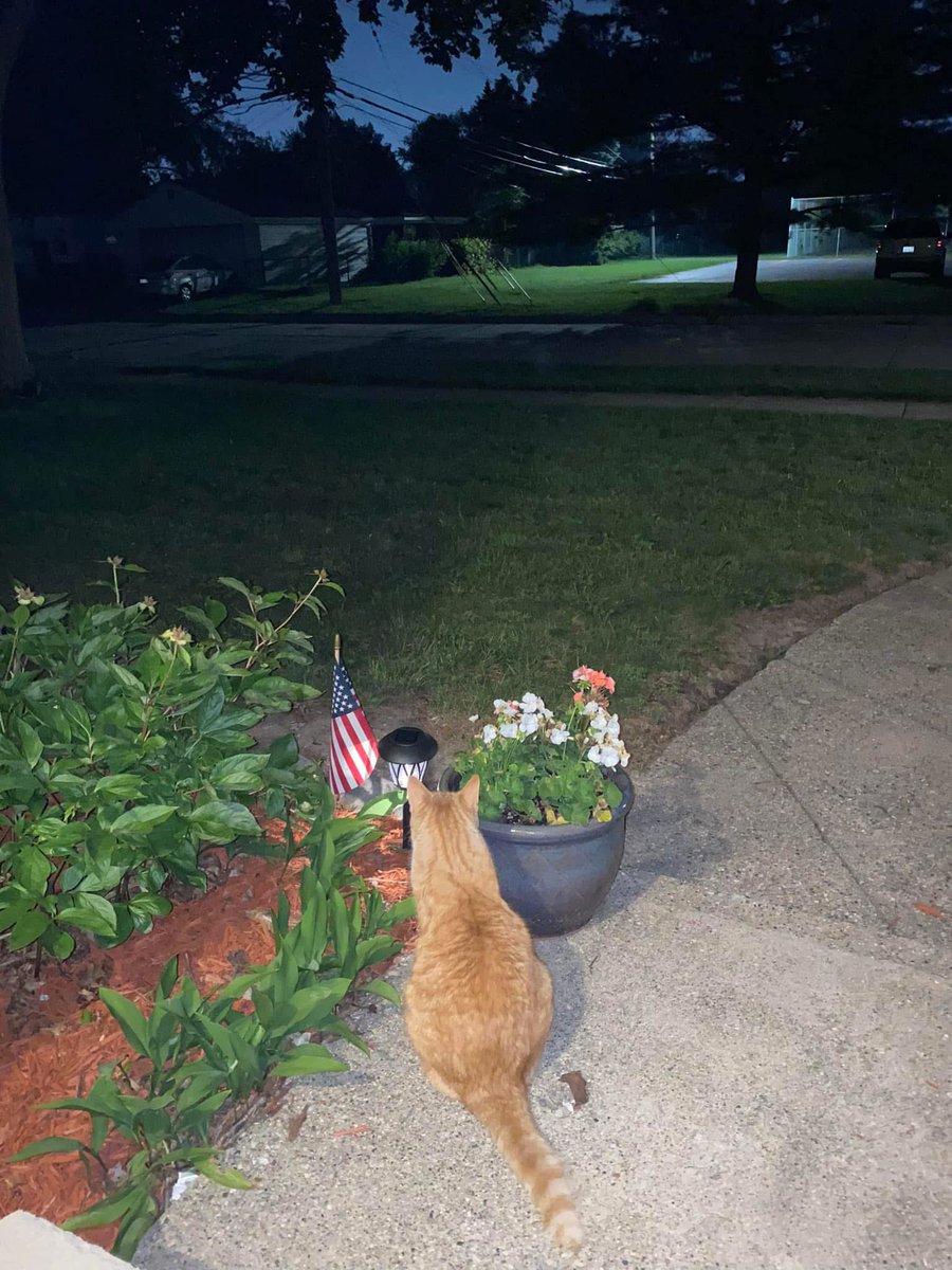 AaronAK1965's tweet photo. Support our Border Patrol and ICE.   My cat is on the team. https://t.co/1iyyIjurbh