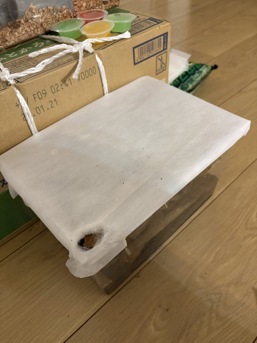 papatin666's tweet photo. ムスコが帰省中に捕まえたミヤマクワガタが脱走して家の中で戦慄が走る… https://t.co/lHOPbXUfvx