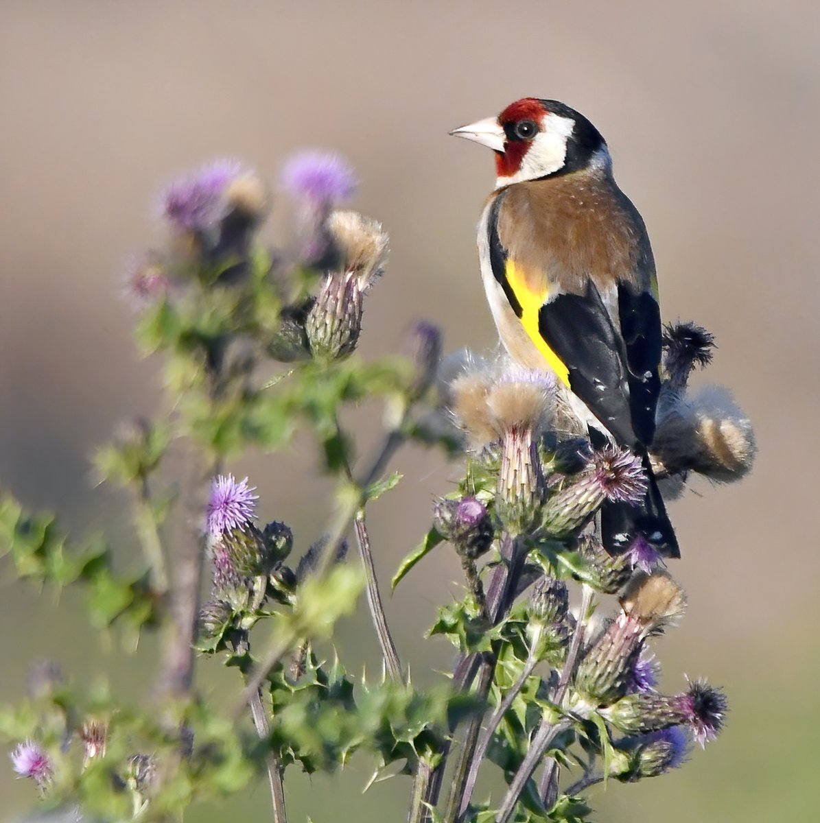 CarlBovisNature tweet picture