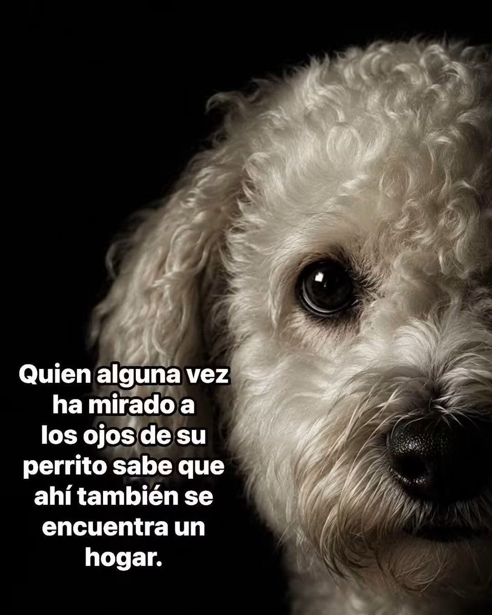 Animalesaprieto's tweet photo. https://t.co/SFbn50zxST