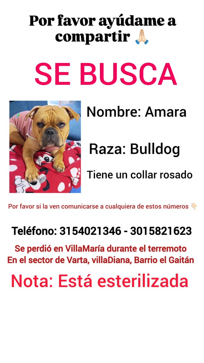 danimakeup16's tweet photo. En medio del terremoto mi perrita se perdió por favor ayúdenme a compartir en #Manizales 
Estoy desesperada, siento que me voy a enloquecer si alguien sabe algo me puede ayudar 🙏🏻🥹 https://t.co/mOXWp9b59G
