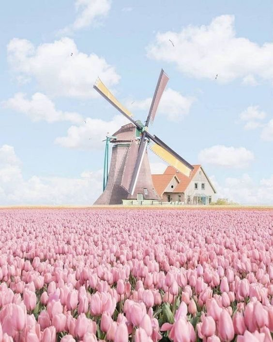 petalesblancs's tweet photo. tulip field in the Netherlands https://t.co/l8kRdnNZNs