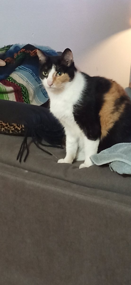 tpagayz's tweet photo. @PhilSledge Hi this is Maggie she just turned 19 yrs old! https://t.co/cT2yljkelP