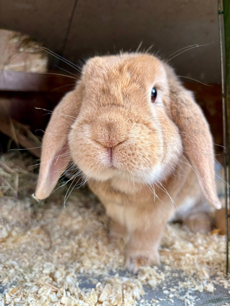 RabbitNeil's tweet photo. @alisonblair30 @GingerNinjas5 It's been too hot down here, barely a drop of rain, we went on holiday to Norfolk where we had one day with a decent amount but not for long. It's been a little cooler for a day or two, but mainly hot. Benjamin isn't a fan, because he's very fluffy and *whispers* overweight 😅 https://t.co/yz9AXagwl4
