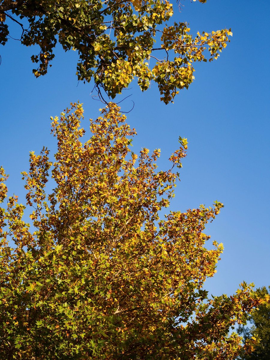 MirabelleG07gb's tweet photo. New to photography Start simple: master your camera's native lens, shoot in natural golden hour light, and take 10 shots every day. Consistency beats fancy gear! https://t.co/PIy0WcoWJ9