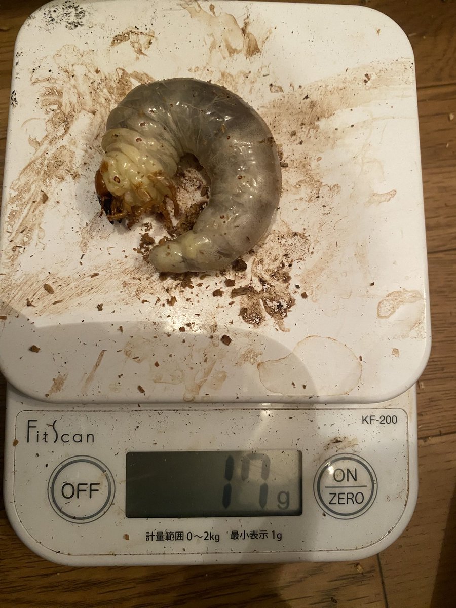 mono23340's tweet photo. ニジイロ　ノーマル&amp;紫紺
菌糸ビンで多頭飼育していた個体を発酵マットに移しました！
今までニジイロは適当に飼育し過ぎて17gの幼虫なんて見たことなかったので、めちゃくちゃ嬉しかったですw🤣
ニジイロは直ぐにマットに潜ってくれるから良い子…
それに比べてフォルニシの幼虫ときたら… https://t.co/uLkFB4RtX0