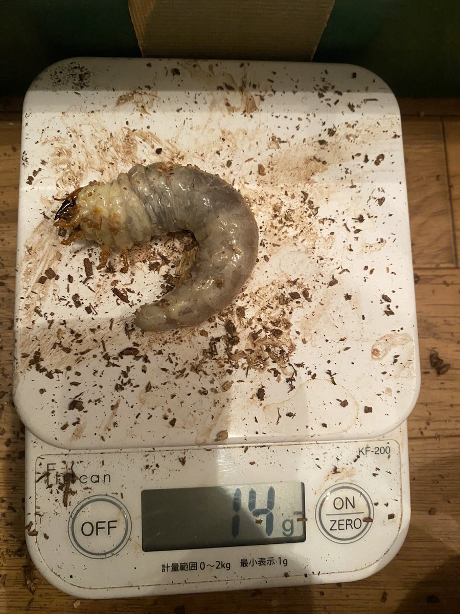 mono23340's tweet photo. ニジイロ　ノーマル&amp;紫紺
菌糸ビンで多頭飼育していた個体を発酵マットに移しました！
今までニジイロは適当に飼育し過ぎて17gの幼虫なんて見たことなかったので、めちゃくちゃ嬉しかったですw🤣
ニジイロは直ぐにマットに潜ってくれるから良い子…
それに比べてフォルニシの幼虫ときたら… https://t.co/uLkFB4RtX0