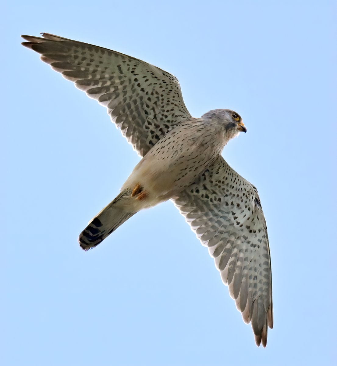 CarlBovisNature tweet picture