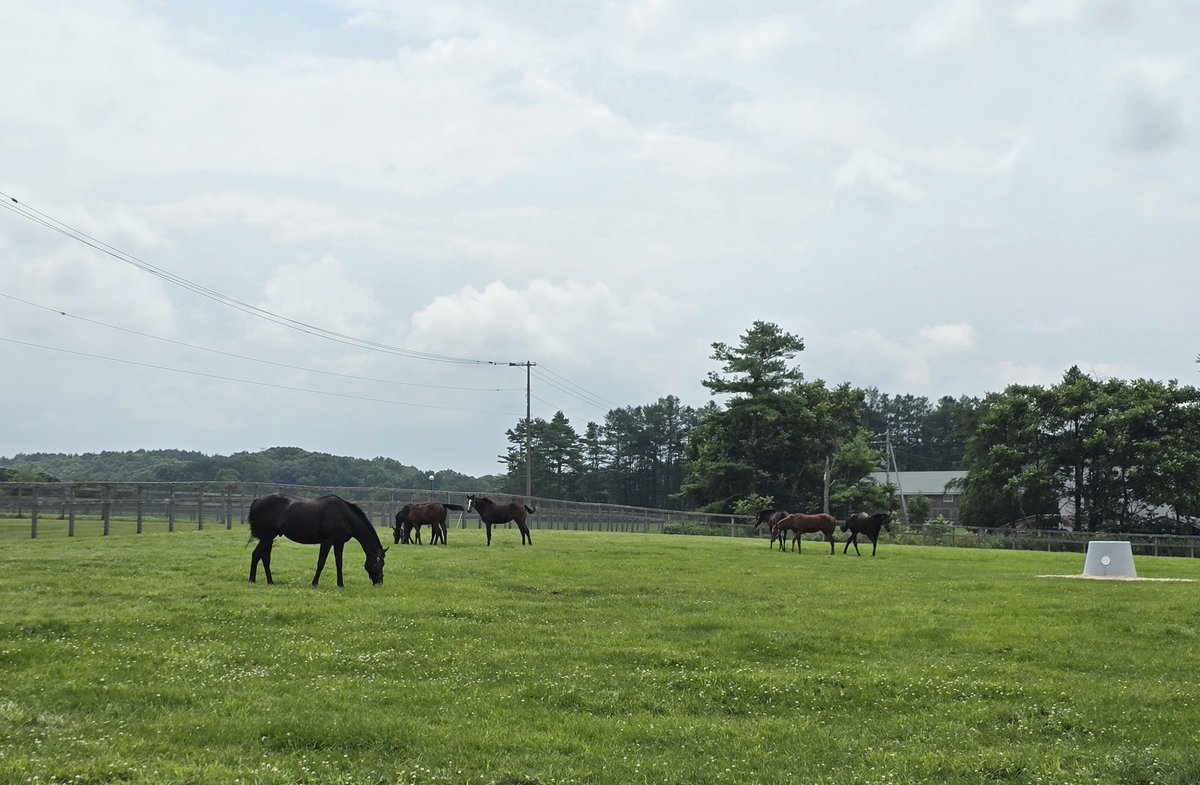oiwakefarm's tweet photo. 今年もまめちん先生の下に新入生がやってきました！
初日はかなりの距離感です…🐴
＃フェノーメノ
＃まめちん
＃今日のまめちん https://t.co/FAZXkXEurk