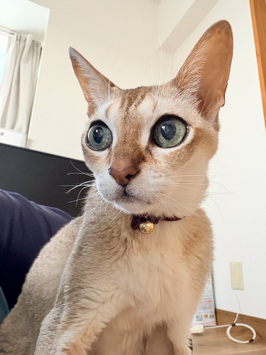 Onlygoodby_life's tweet photo. おはよう猫 https://t.co/hMCVFCQ55l