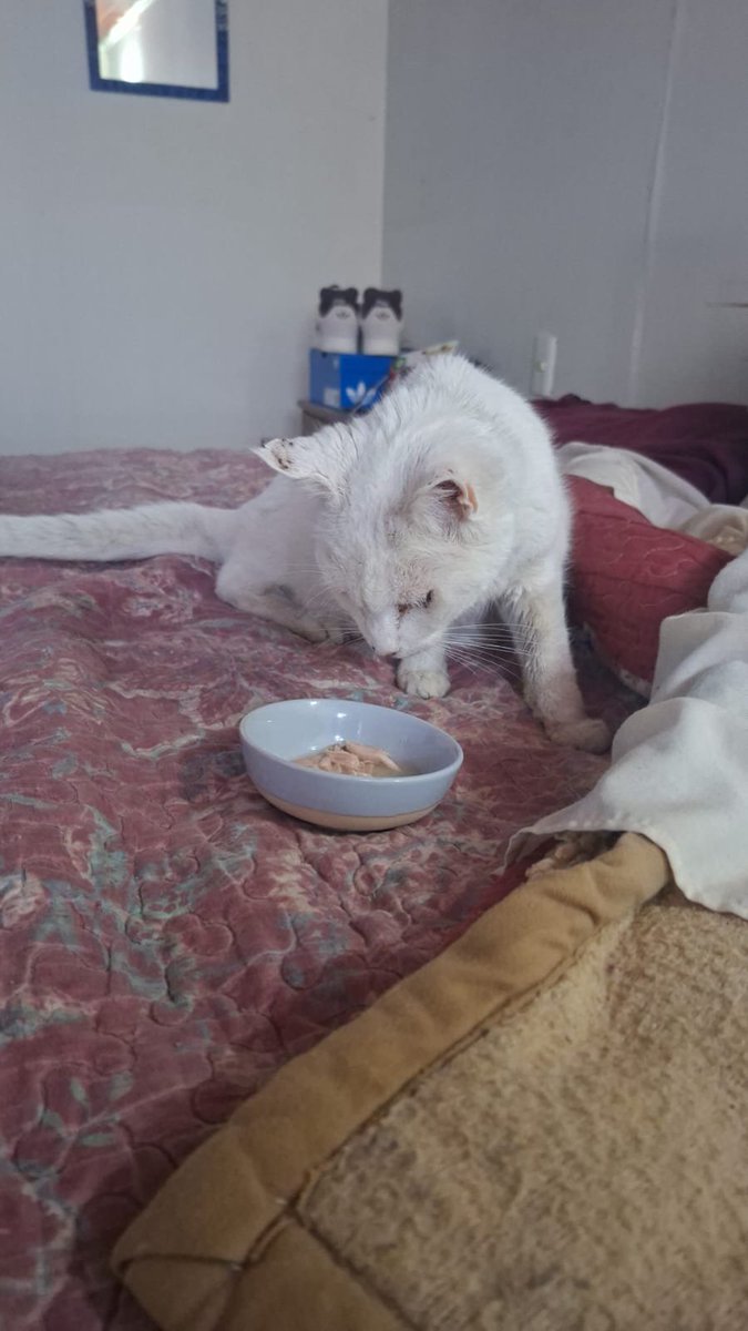 Patitacontrera5's tweet photo. Hoy Felipe se puso alitas💔
Gracias por esos 16 añitos https://t.co/bqaMEM6Sz1