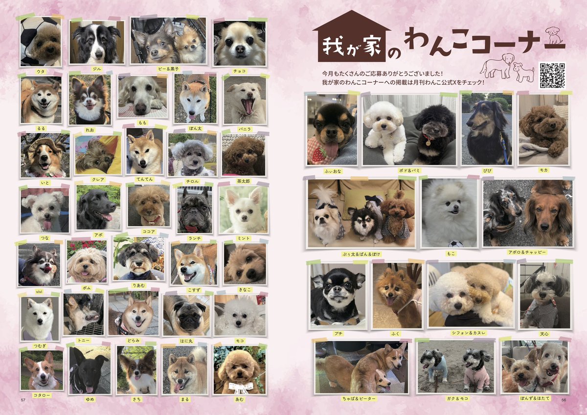gekkan_wanko's tweet photo. 【当選者発表】
こちらの写真は月刊わんこvol.33（8月15日発売号）『我が家のわんこコーナー』に掲載されています🐶㊗️🎊掲載されていたらリポストのご協力をお願いします👏

先行販売スタート！📚✨
▶︎通常版→https://t.co/7NPTvQCNyw
▶︎Special Edition→https://t.co/BNFvrExYlc
※通常版とSpecial Editionは、表紙以外の掲載内容は同じです

当選発表は画像をご確認ください📖
@luvmeo00
@Osyake442
@ambitiouskawaii
@ZAONGh5lcW9U8ng
@rd_17777
@xxxm_xxs
@shin50327175
@mimmim0922
@fy_hawks26