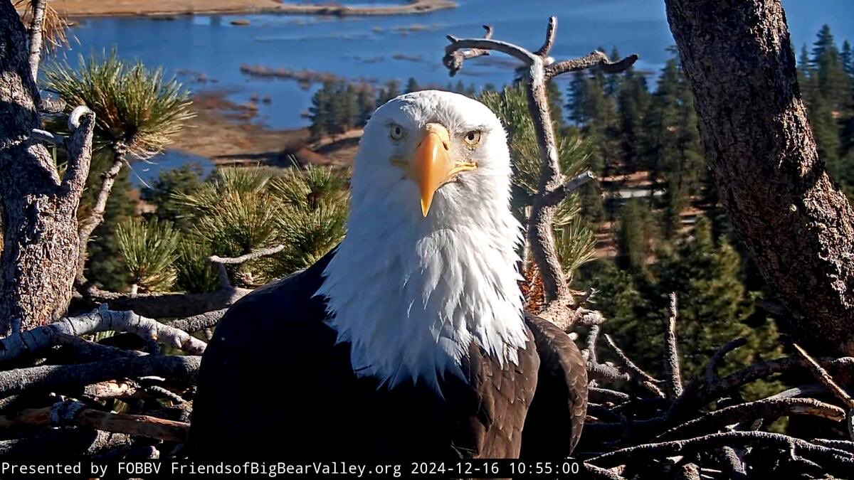 MilitaryCooI's tweet photo. Jackie the 14 year old bald eagle from Big Bear passed away earlier in the day.

The Ojai Raptor center reported that they have received many messages of gratitude from Jackie’s many fans and followers on social media. 

Fly high Jackie! 🇺🇸 🦅 https://t.co/BhYzotmqU3