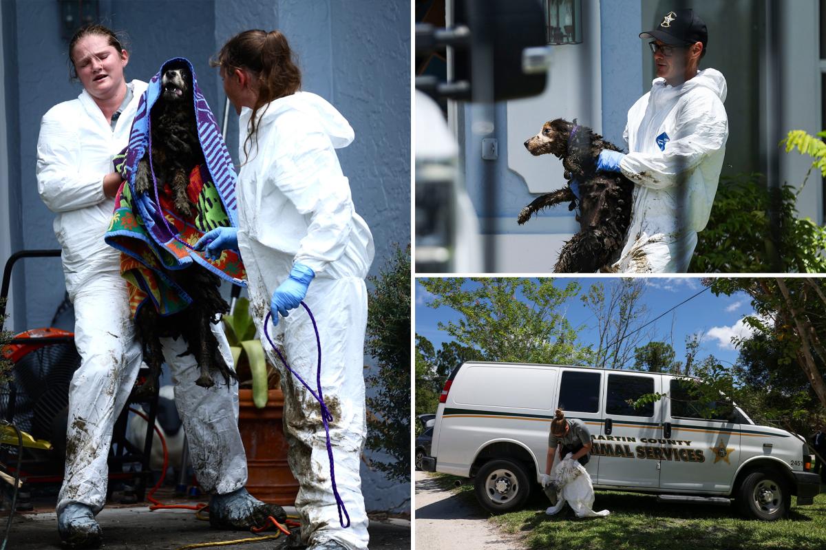 nypost's tweet photo. At least 20 poop-covered Border Collies rescued from disgusting Florida home of ex-breeder https://t.co/zRvx0xFjhF https://t.co/IOF5uWHZGM