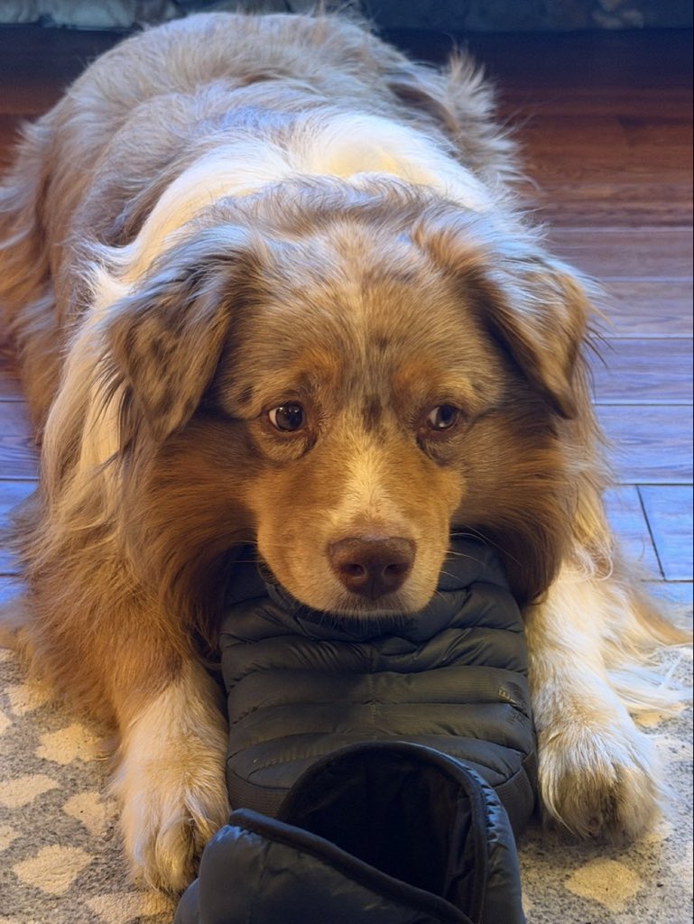 dtr_premium's tweet photo. Be the trader who your dog thinks you are. Don’t let them down. https://t.co/2OryUjAqKl
