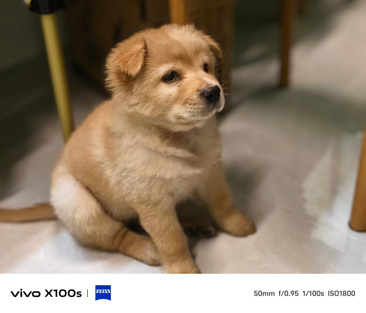 IsauraBrocjg7u's tweet photo. My tiny puppy took his first wobbly steps today! 2 months of snuggles, playtime, and tiny messy treats leading up to this. Growing up way too fast https://t.co/FiajwKSAEt
