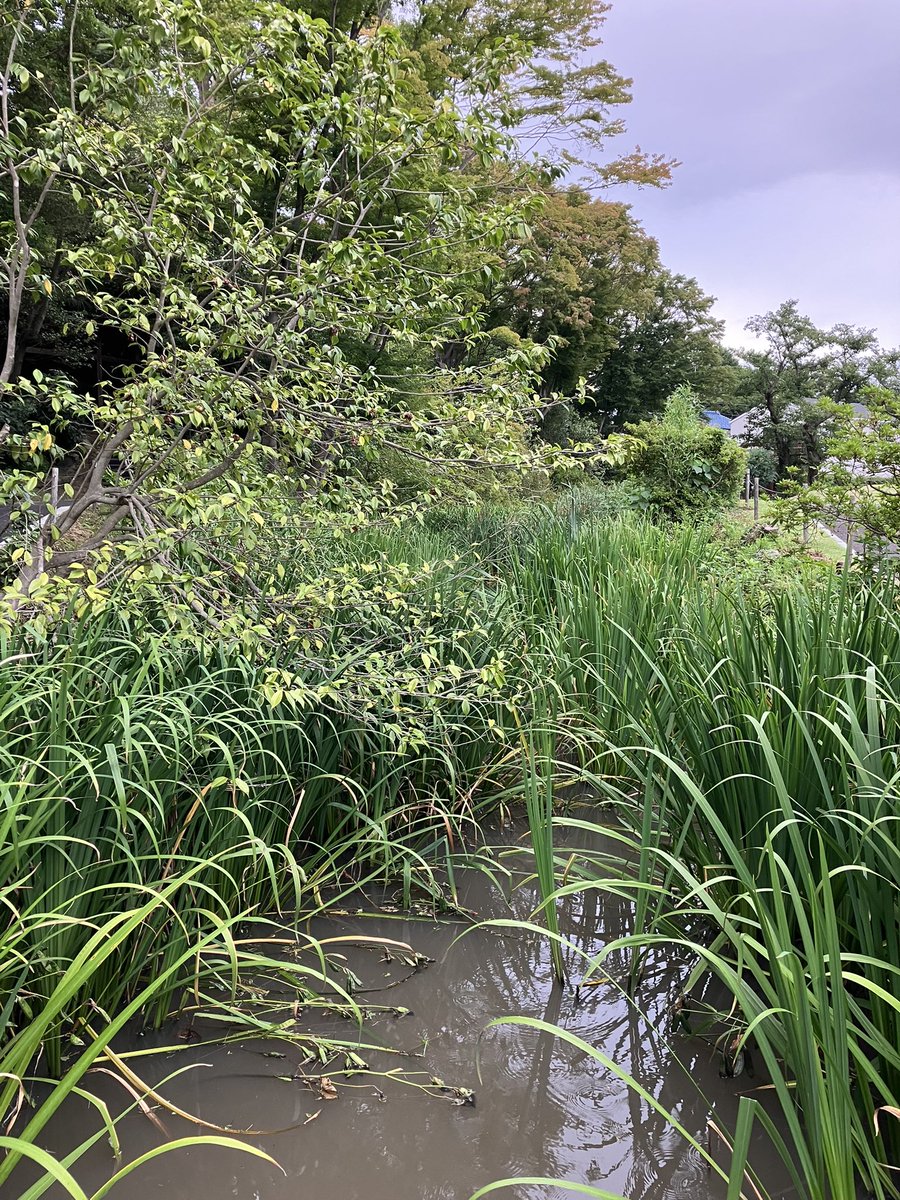 IkuoOkada's tweet photo. 朝散歩♪
丹後沢公園(=^x^=) https://t.co/NAk1F0nJeH