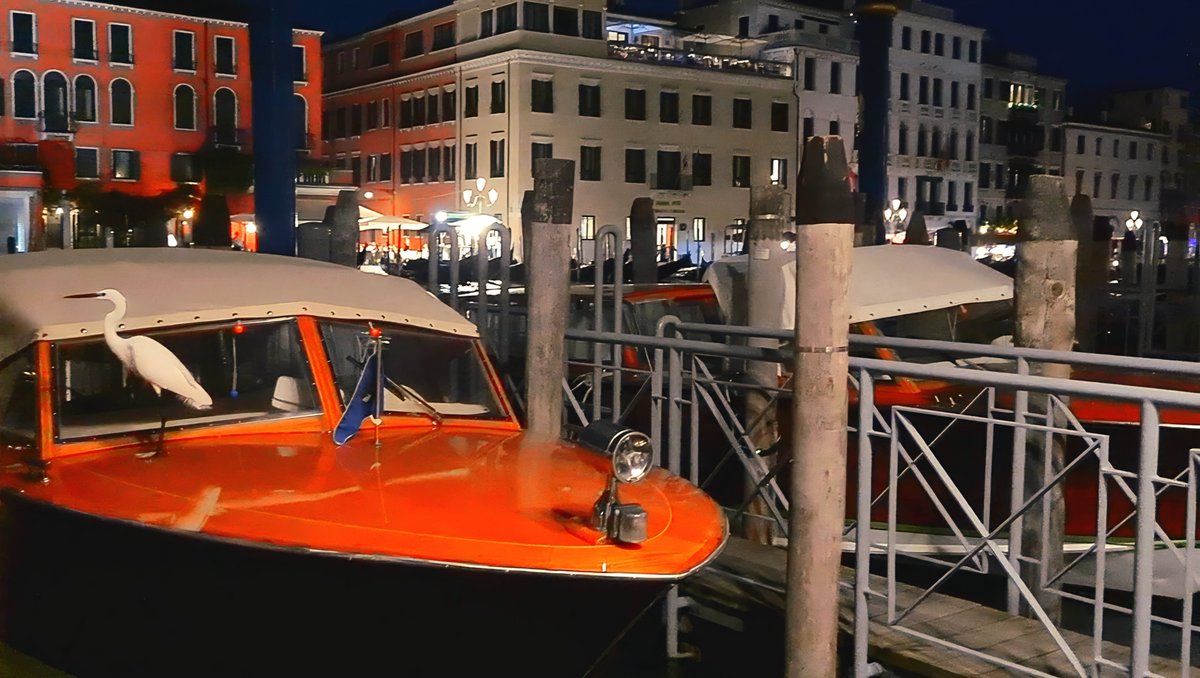 TraMi_Nguyen's tweet photo. When in Venice, Italy ๐ฎ๐น
A rich variety of birds spotted in Venice. ๐ฆ๐ฆ
From graceful egrets to nostalgic rubber ducks โ and then things get wild. ๐
Wizards, superheroes, gondoliersโฆ thereโs a ๐ฆ for everyone.โจ
Which one would you take home? ๐
#WhenWithMi #Birds #Venice https://t.co/xvDEjEVrUM