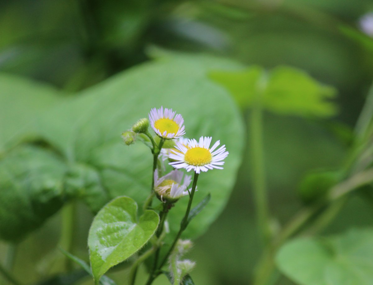 NoelCalicasx's tweet photo. New to photography Start small—master adjusting aperture for beautiful blurred backgrounds first. It’s easier than you think! https://t.co/EbYjTeMVUj