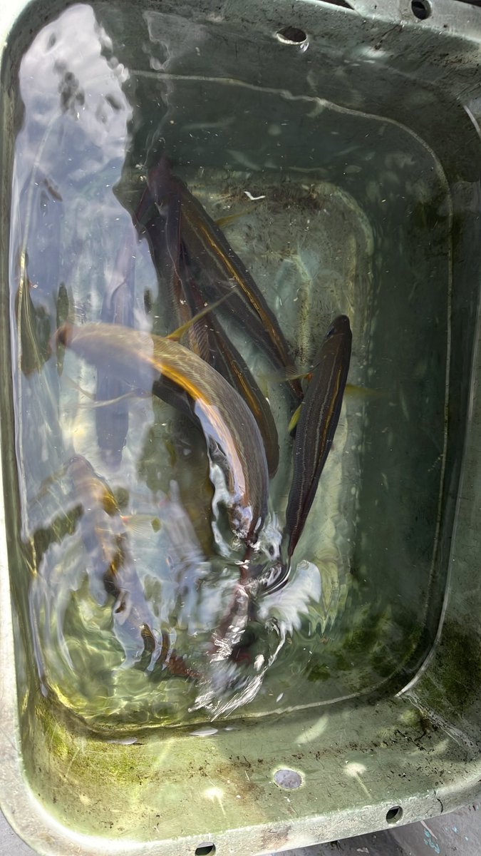 3138Tetsu's tweet photo. 今日は直江津でイサキ釣り🎣です😆
良いサイズがポツポツ釣れています😁 https://t.co/r3KW4YJroh