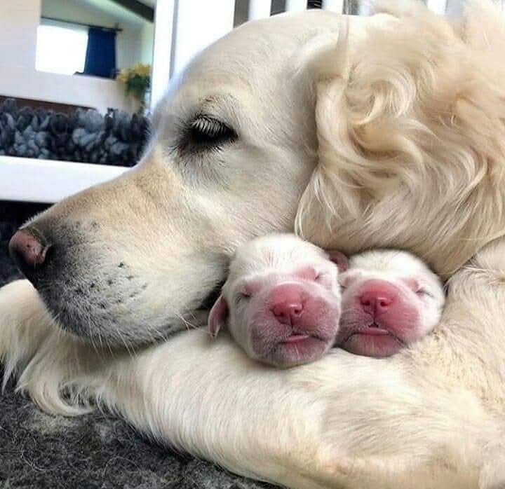 uzay_murat1's tweet photo. Hayvanlar parayla   satın alınamaz! Çünkü onlar "insan" değil...🐾🐾 https://t.co/kO0c7gRywx