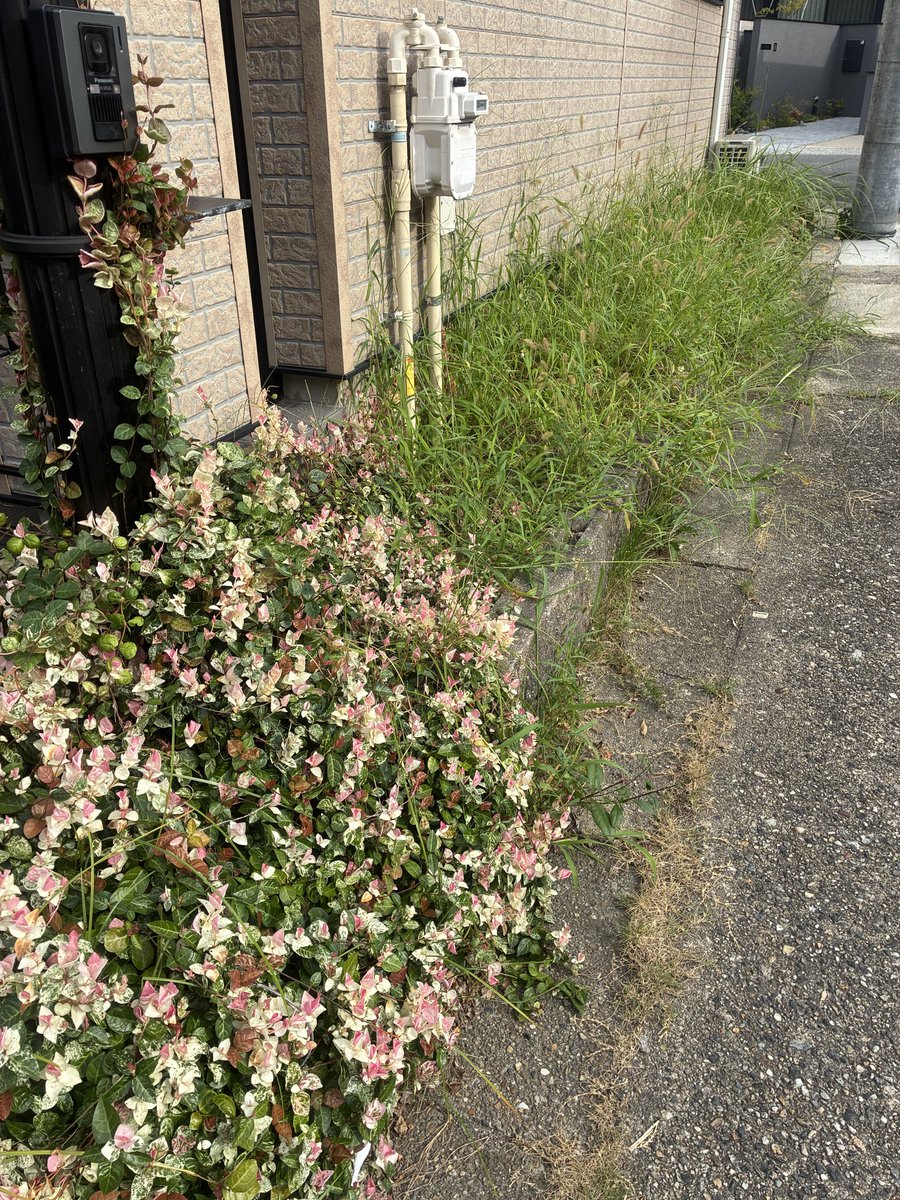 i_yp's tweet photo. おはようございます
お盆休み初日
薄曇り、めちゃ涼しいので草むしり https://t.co/5VgUUJQ0ZZ