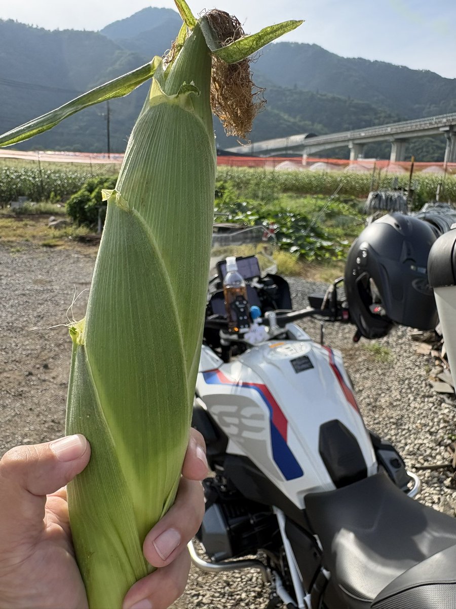 tn0315's tweet photo. おはようさんでございます😃
良いお天気です。
皆様、ステキな火曜日をお過ごし下さい👍
朝取れのとうもろこし仕入れに来ました。🌽
#炭香ファームさん　現在糖度22だそうです。 https://t.co/VmakoJa1EV