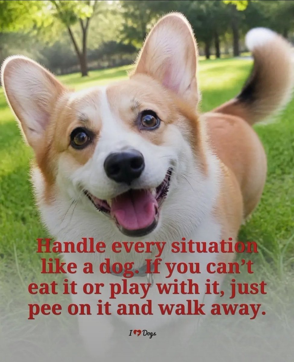 PebblesDaCorgi's tweet photo. Corgi life philosophy, words to live by. #corgi #rufflife #corgicrew https://t.co/VOKKAfup2r