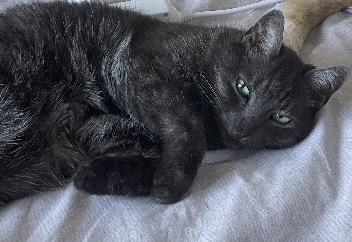 en_fragile's tweet photo. I’d like to ask for a little help - one of my cats has been having breathing issues for the past couple of months;X-rays indicated secondary pneumonia and possibly asthma. To get a definitive diagnosis, he needs further testing, and the cost is currently beyond my financial means https://t.co/UPL50CBHfg