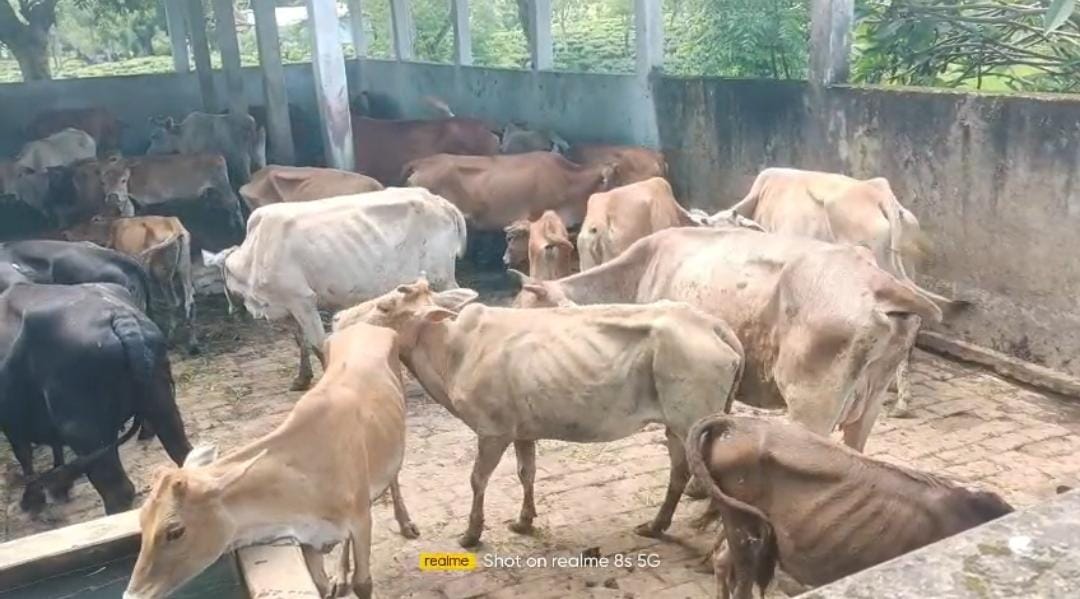 NewsStar69313's tweet photo. Municipality Focused On Collecting Fines, Cattle Allegedly Left Without Food And Water In Pound; 50β60 Cows Detained, Owners Express Anger.
#Municipality #Focused #Collecting #Fines #Cattle #Allegedly #Left #Without #Food
https://t.co/DbbKpR1Xyv https://t.co/eyO0rp9F2U
