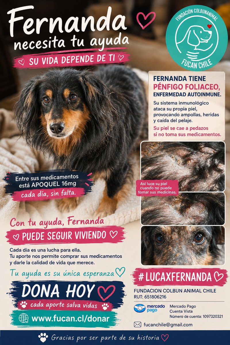 fucancl's tweet photo. FERNANDA TIENE PÉNFIGO FOLIACEO. Enfermedad autoinmune que ataca la piel, ésta se cae a pedazos

URGE COMPRAR APOQUEL 16MG porfís

FUNDACION COLBUN ANIMAL CHILE
RUT: 651806216
Mercado Pago
Cuenta Vista
Número de cuenta: 1097320321
fucanchile@gmail.com https://t.co/MewfLNPcvx