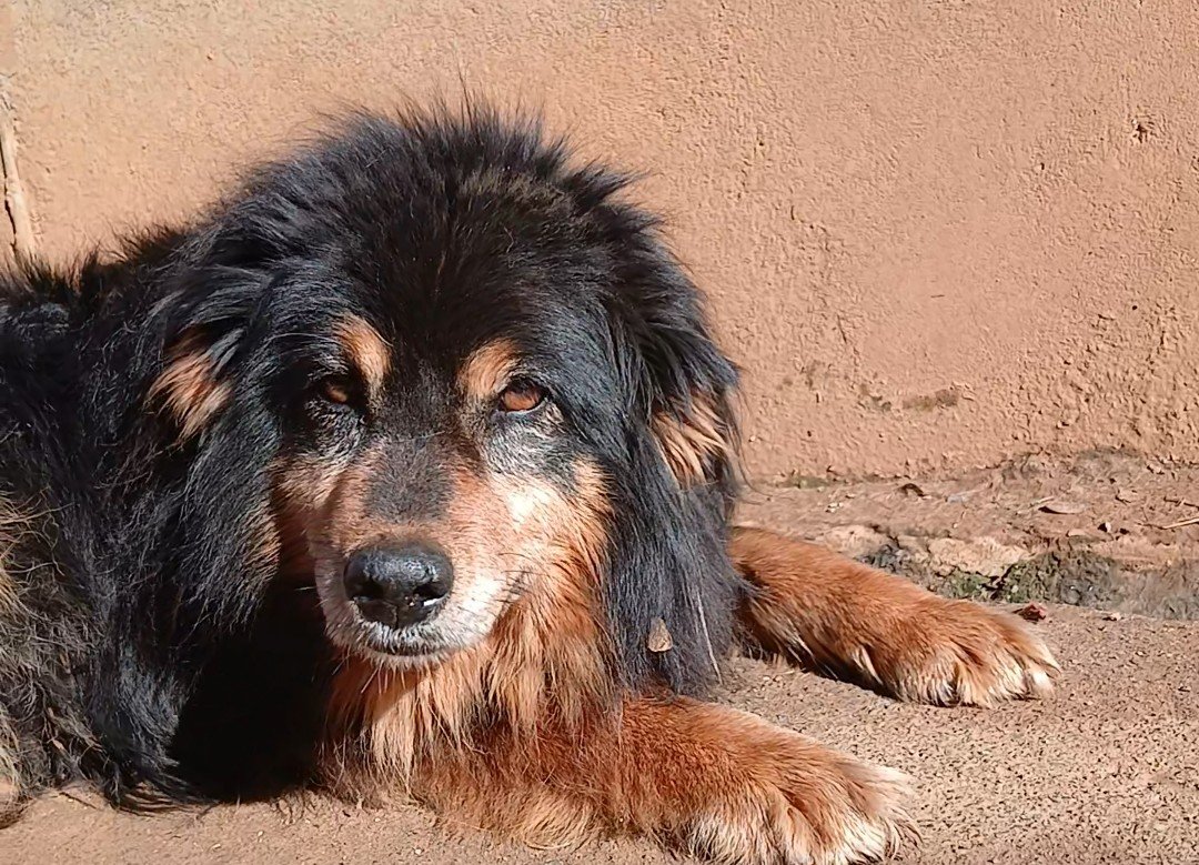 fucancl's tweet photo. FERNANDA TIENE PÉNFIGO FOLIACEO. Enfermedad autoinmune que ataca la piel, ésta se cae a pedazos

URGE COMPRAR APOQUEL 16MG porfís

FUNDACION COLBUN ANIMAL CHILE
RUT: 651806216
Mercado Pago
Cuenta Vista
Número de cuenta: 1097320321
fucanchile@gmail.com https://t.co/MewfLNPcvx