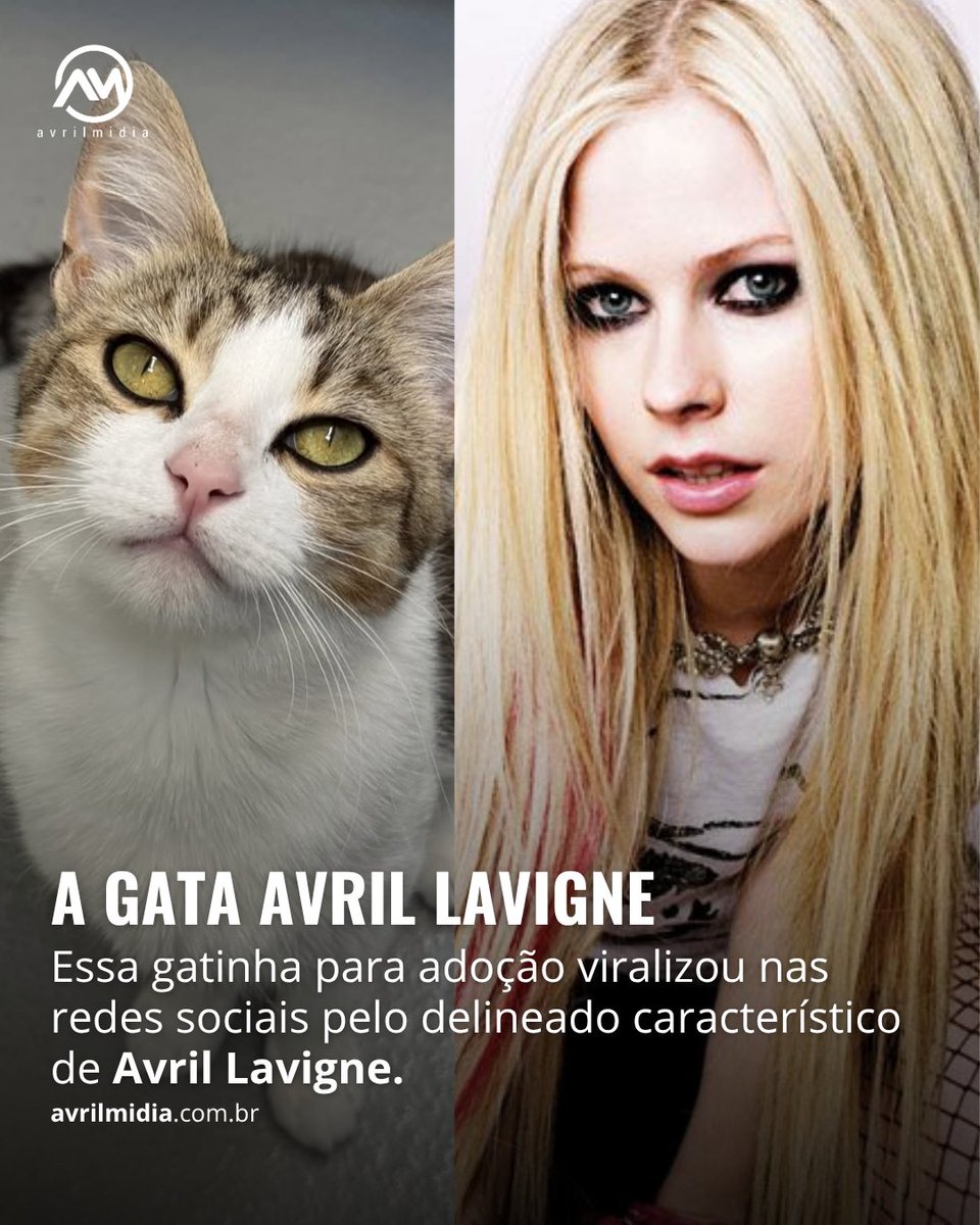 avrilmidia's tweet photo. Avril Lavigne é uma gata para adoção que foi encontrada em Surrey, no Canadá, e acolhida pelo Surrey Animal Resource Centre. Viralizou nas redes por um detalhe curioso: as manchas escuras ao redor dos olhos parecem o "delineado" característico da cantora Avril Lavigne
Que fofura! https://t.co/SH5FfQ1ava
