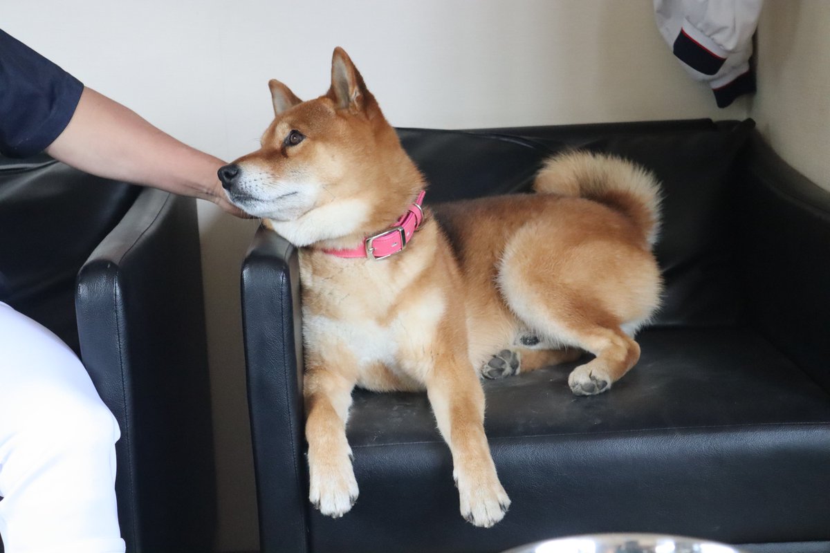 koshienno_hoshi's tweet photo. #敦賀気比 といえば、柴犬の #小哲 君🐶。 
「暑さが酷くてバテバテ。散歩中も座っています」と散歩係の石丸極君は甲子園練習の際に近況を教えてくれました。昨年はアルプスに小哲君のステッカーを持ち込んでいましたが、「何か持ってこようと思います」と今年も何か計画しているようです☺️ https://t.co/Skoxigqe59