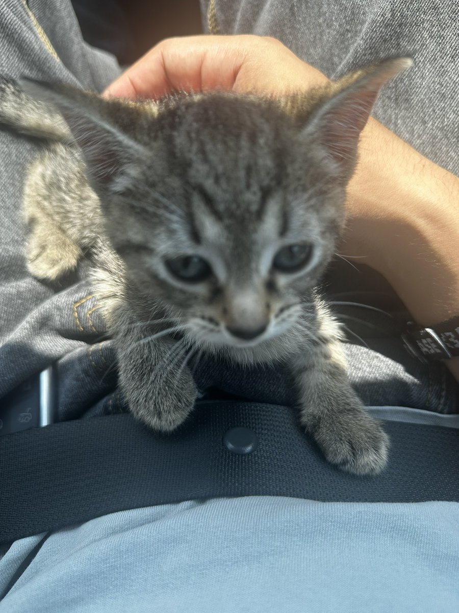 Point_Blade_'s tweet photo. @eerilyreal You inspired me, her name is Azula :) https://t.co/fAco4djscm