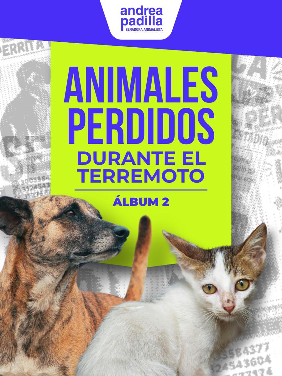 andreanimalidad's tweet photo. ÁLMBUM 2 de animalitos perdidos durante el #TerremotoColombia 🇨🇴🛘💔

Gente! Iremos publicando álbumes con fotos de gatitos y perritos extraviados hoy, en distintas ciudades, durante el terremoto. Ayúdennos a difundir para que estos angelitos vuelvan con sus familias ❤️🏡 ¡Unidos somos imbatibles!

En este 🧵 van los segundos 15 🐱🐶