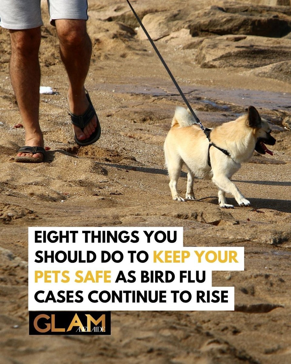 glamadelaide's tweet photo. BIRD FLU ADVICE: With bird flu cases climbing across SA, pet owners are being urged to change how they walk, feed and contain their animals to reduce the risk of infection >> https://t.co/R3dIULVCdD

🌟 Read daily news on our free iPhone app: https://t.co/BinNs4GHaD

🌟 Read daily news on our free Android app: https://t.co/8xqhgWc0MZ

🌟 Subscribe to our daily eNewsletter to get these articles & more delivered to your inbox: https://t.co/gWc0cr45py