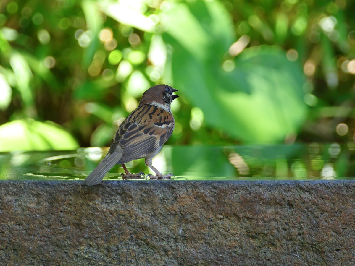 hangle_angle's tweet photo. スズメさんも暑そうに口を開けっぱなしでした
#EOSR7 #SIGMAAPO500mmF45EXHSM #野鳥 #野鳥観察 #野鳥写真 #野鳥撮影 #スズメ #���京港野鳥公園 https://t.co/kan2Q9iLAq