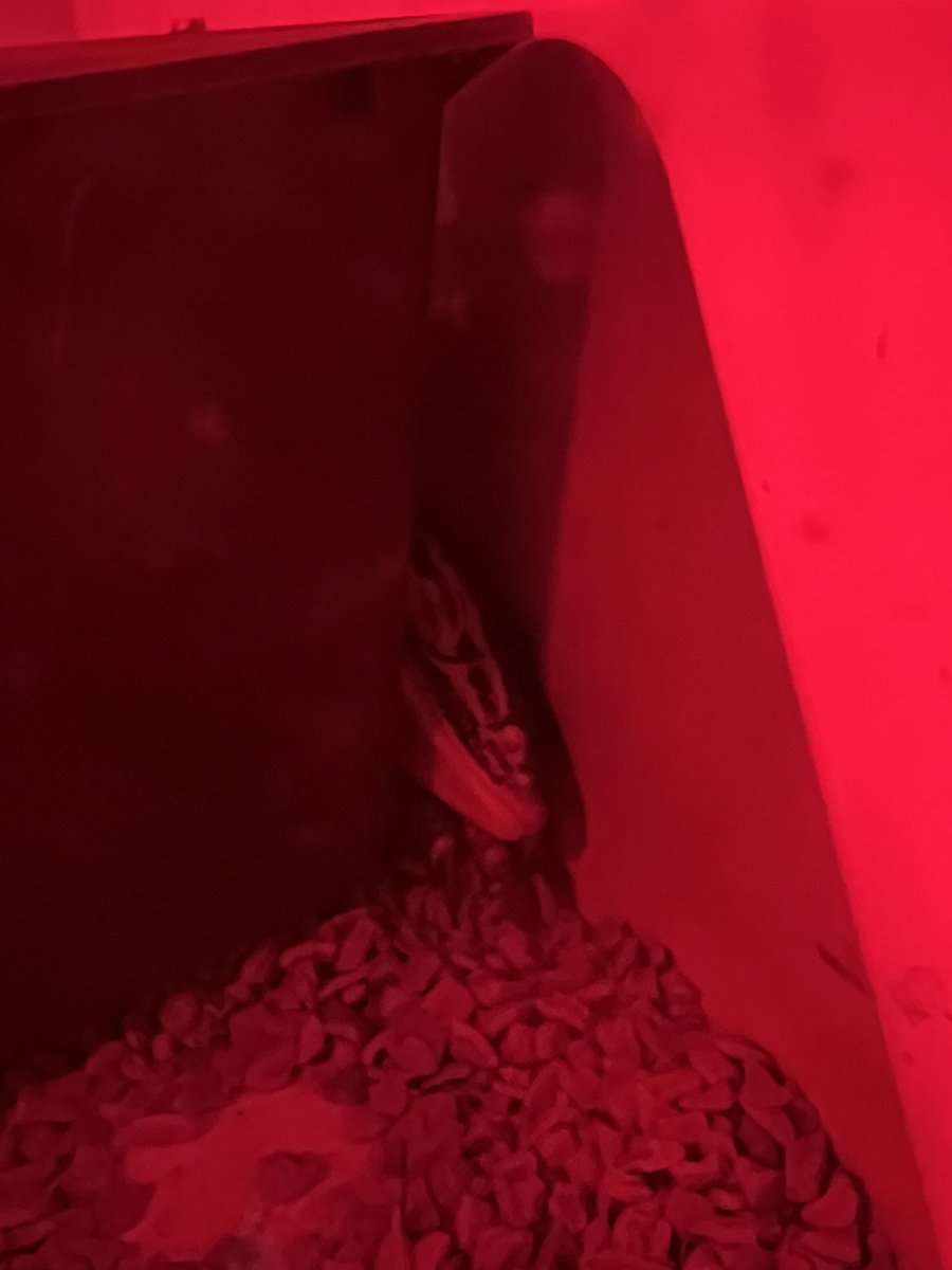 Croco82951901's tweet photo. おはよウトゥ！

昨日帰って来たらこんな状態で寝ていたミトラ。
遊んでる途中で寝ちゃったんだろうな。
よく見るとおてて枕にしてる。
この子達は本当に愛おしいなあ。

今日も皆のご飯代稼ぐぞ！

#グールドモニター
#爬虫類好きと繋がりたい
#reptile https://t.co/C1l2mMlOdf