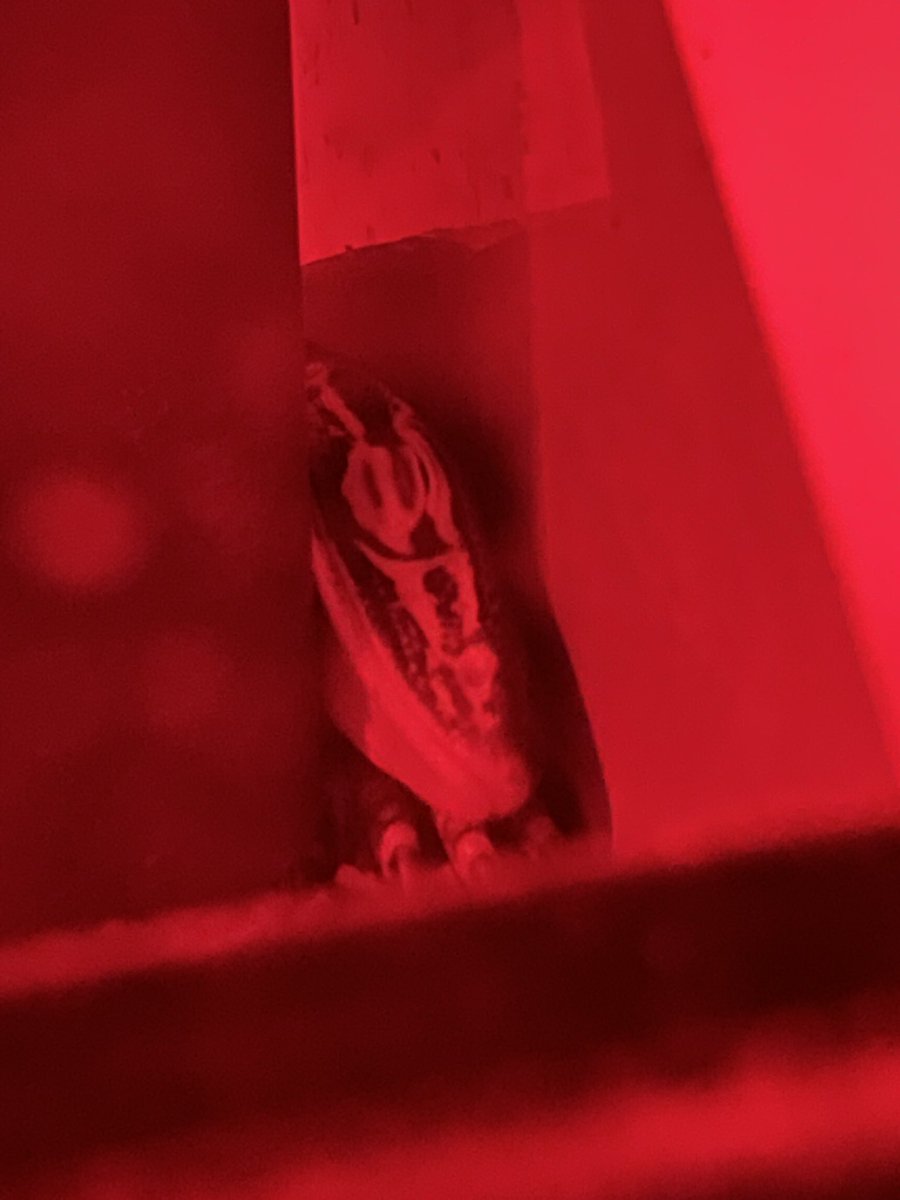 Croco82951901's tweet photo. おはよウトゥ！

昨日帰って来たらこんな状態で寝ていたミトラ。
遊んでる途中で寝ちゃったんだろうな。
よく見るとおてて枕にしてる。
この子達は本当に愛おしいなあ。

今日も皆のご飯代稼ぐぞ！

#グールドモニター
#爬虫類好きと繋がりたい
#reptile https://t.co/C1l2mMlOdf
