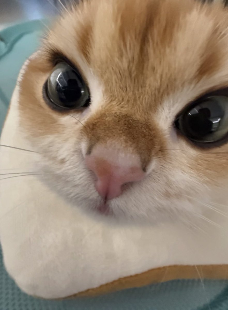 joli316444's tweet photo. 채냥이 헤드번팅 https://t.co/w1yN0nQ9Qt